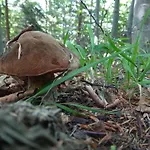 Babia ザボヤ
