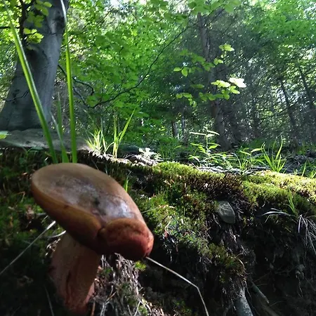 Alpesi faház Babia *