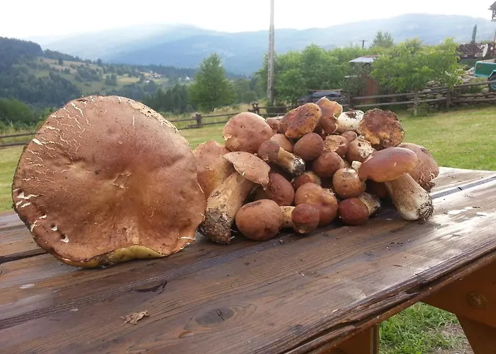 Babia * זאבוייה