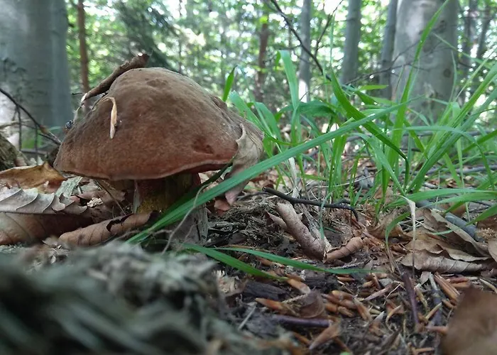 Babia זאבוייה