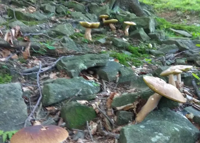 Babia * זאבוייה